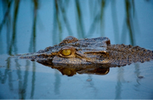 crocodile by peter eve